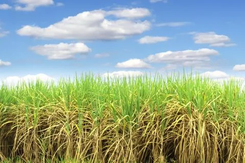 Prepare Sugarcane Field Stock Photos