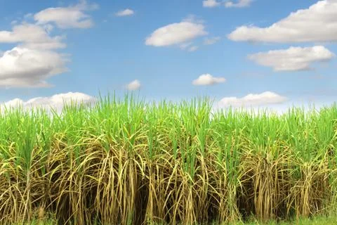 Prepare Sugarcane Field Stock Photos