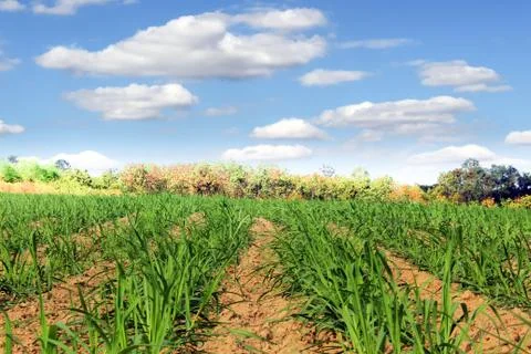 Prepare Sugarcane Field Stock Photos