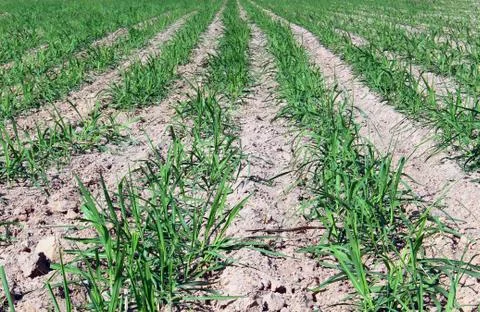 Prepare Sugarcane Field Stock Photos