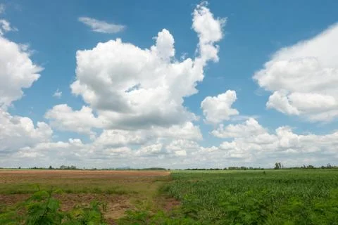 Prepare Sugarcane Field. Stock Photos