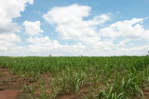 Prepare Sugarcane Field. Foto stock