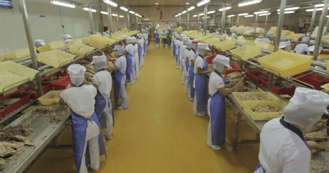 Prepare Of A Tuna Carcass To The Canning (4K) Stock Footage 60954097