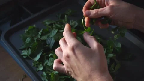 Prepare young peppermint leaves for drying and use as tea. Stock Footage 163160406