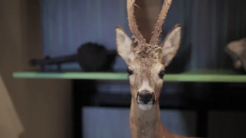 Prepared Deer 動画素材 80998547