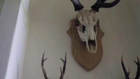 Prepared deer horns on the wall 動画素材 84310533