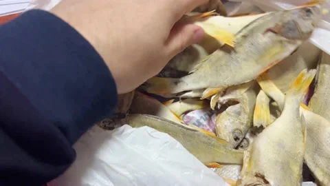 Prepared dried fish Stock Footage 218206902