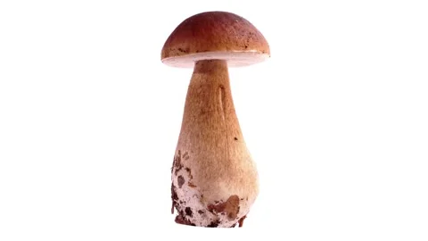 Prepared edible single Boletus Edulis Mushroom on white Background - Turn around Stock Footage 224915895