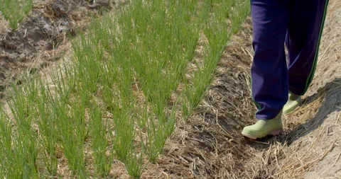 Prepared fertilizer is applied directly to chive plants, supporting healthy grow Stock Footage 323343845