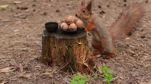 Prepared lunch for a squirrel in the forest in a small bowl. Vídeos de archivo 153838729