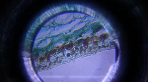 Prepared microscope which is seen in the optical microscope Stock Footage 64351442