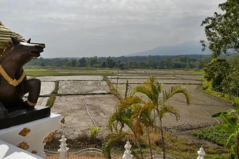 Prepared rice fields below Wat Tha Khrai, Mae Rim, Chiang Mai, Thailand. Stock Photos