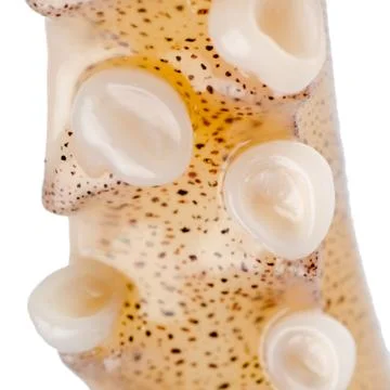 Prepared squid tentacle Stock Photos