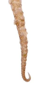 Prepared squid tentacle Foto stock