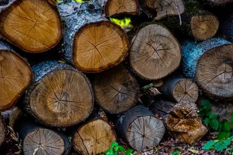 Prepared stack of circle lumbers with bark Stock Photos