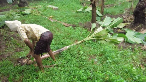 Preparing and planting Stock Footage 93099663