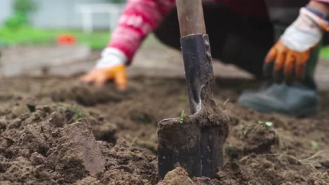 Preparing the beds for wintering and digging up the earth with a shovel Stock Footage 143589433