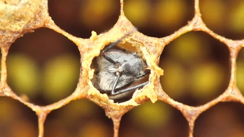 Preparing bees to emerge from cocoons. Stock Footage 346543804