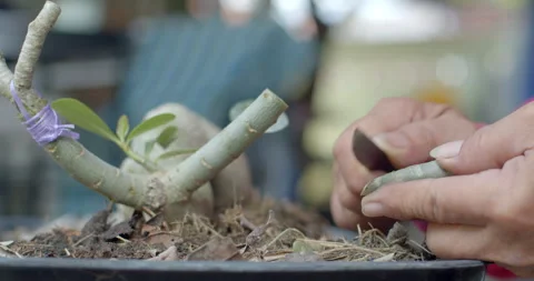 Preparing a branch for grafting by cutting a precise V shape for easy fitting. Stock Footage 312950022