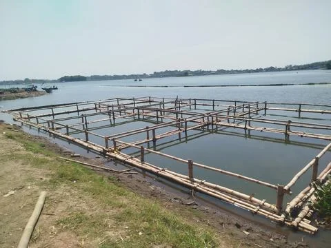 Preparing to build bamboo fish cages in the reservoir lake 스톡 사진