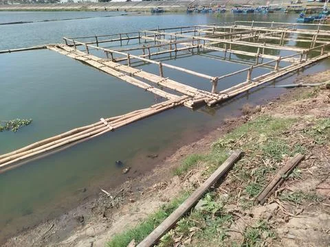 Preparing to build bamboo fish cages in the reservoir lake Photos