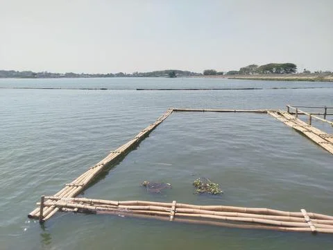 Preparing to build bamboo fish cages in the reservoir lake 스톡 사진