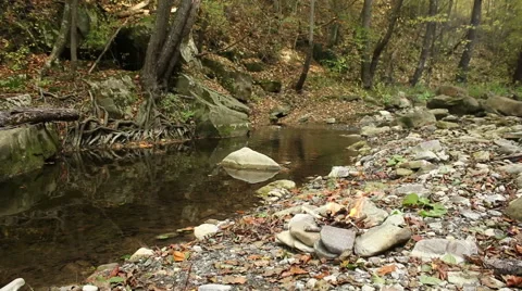 Preparing camping fire in the forest near to the river Stock Footage 56880134