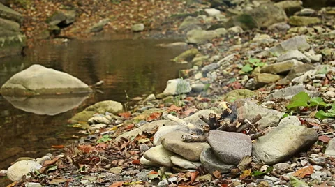 Preparing camping fire in the forest near to the river Vídeo Stock 56880283