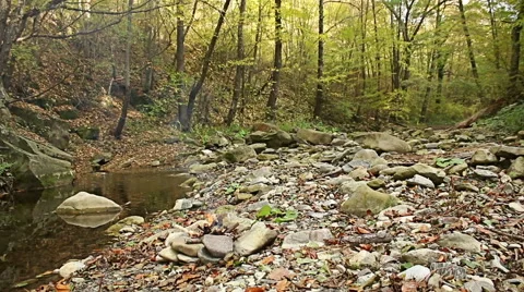 Preparing camping fire in the forest near to the river Vídeos de archivo 56880467