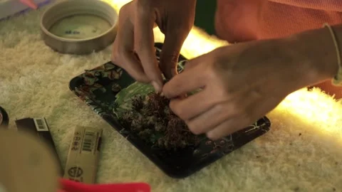 Preparing cannabis to roll in cigarette Stock Footage 267100012