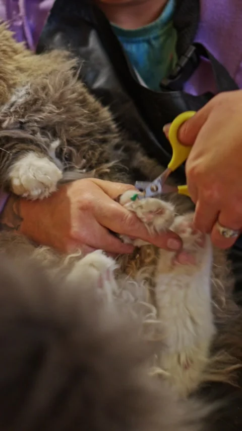 Preparing a Cat Paw for New Nail Caps During a Home Grooming Visit Vidéo 335267442