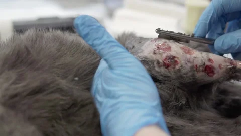 Preparing the cat for surgery. Stock Footage 157448949