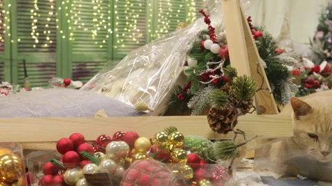 Preparing for Christmas, beige cat sitting on a table next to Christmas decor	 Video stock 290453598