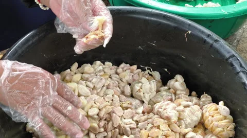 Preparing Cocoa Beans for Fermentation Stock Footage 311083111