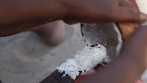 Preparing coconut flakes in a special tool at home, Zanzibar, Tanzania, Africa Stock Footage 128551077