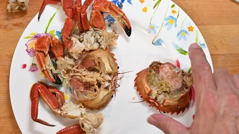 Preparing crabs, placing them on a plate Stock Footage 228222481