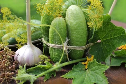 Preparing cucumbers for pickling Stock Photos