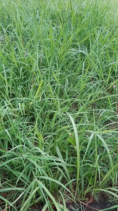 Preparing Cultivation Video stock 302702397