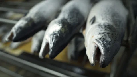 Preparing delicious fish for processing in a restaurant, seafood food. 스톡 동영상 120009760