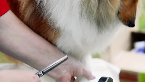 Preparing a dog to perform at a dog show Stock Footage 205555760