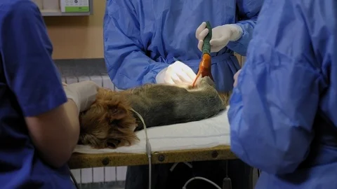 Preparing a dog for surgery in a veterinary clinic. Surgery on the paw. Stock Footage 128503781