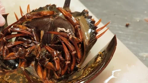 Preparing Exotic Seafood Close-Up of Cutting a Horseshoe Crab with Scissors Video stock 344220976