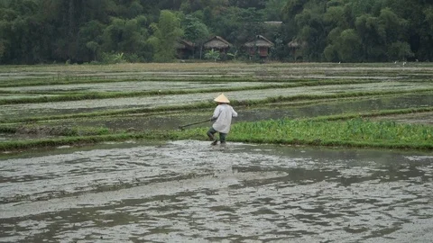 Preparing the field for planting rice Stock Footage 73323344