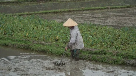 Preparing the field for planting rice Stock Footage 73384738