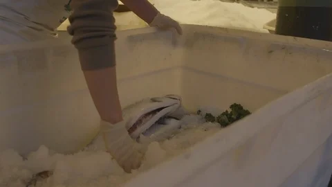 Preparing Fish Display in Pike Place Market Stock Footage 115502365