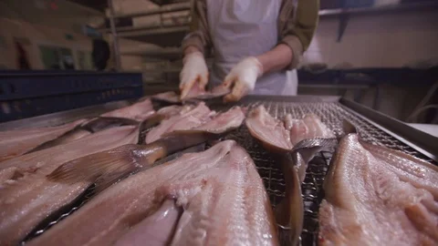 Preparing fish for hot smoking Stock Footage 117824453