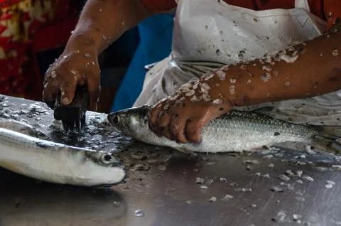 Preparing the fish to sell Stock Photos