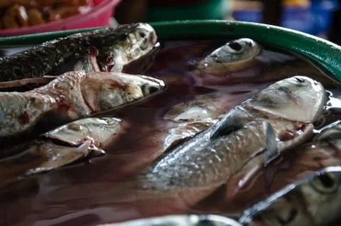 Preparing the fish to sell Stock Photos