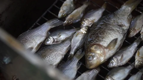 Preparing fish for smoking. Freshly caught fish is ready for smoking Stock Footage 114630809