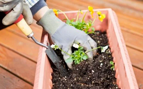 Preparing flowers for patio display Stock Photos